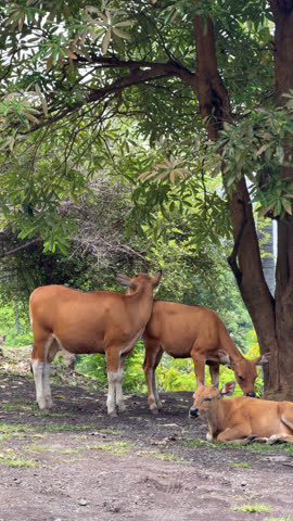 Vertical video of traditional brown Balinese cows (Banteng) standing and resting in the shade of a tree in Indonesia. Authentic tropical rural landscape, slow motion.


