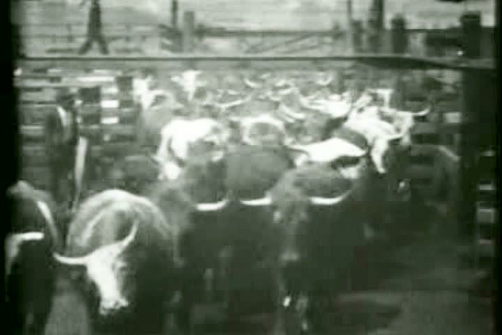 1890s - A Texas Longhorn cattle drive.