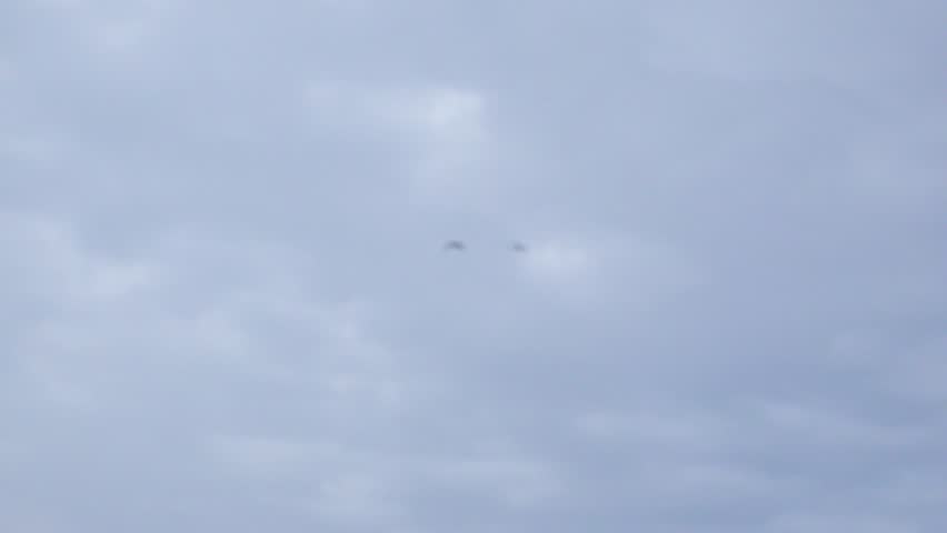 Two Canadian Geese flying high in the air get closer to land during an overcast winter day. Hunter’s shoot them down with shotguns and celebrate.