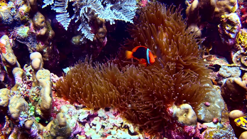 A Red Sea clownfish among the swaying tentacles of its protective host, a sea anemone, in the tropical waters of the Red Sea, Egypt.