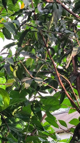 Small prinia bird perched on a branch among green mango tree leaves.
