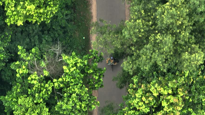 Aerial view of a person on a bicycle carrying goods along a narrow road through the dense green forest in Madhupur, Dhaka Division, Bangladesh.