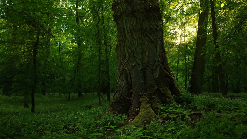 Dynamic point-of-view scene moving through a lush deciduous forest during sunset, with vibrant green undergrowth illuminated by warm golden sunlight. Atmospheric woodland landscape.