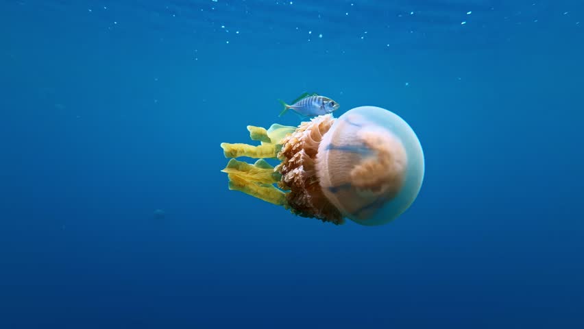 Human hand gently holding a stingless golden jellyfish swimming in the Jellyfish Sanctuary