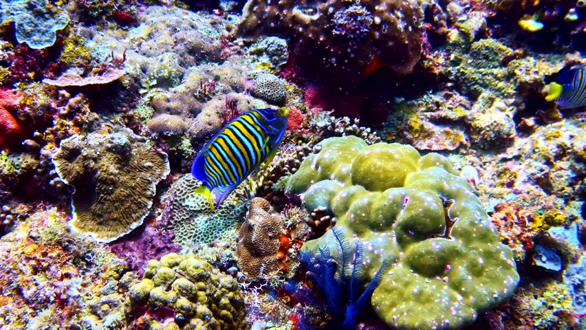 Regal angelfish swimming over a colorful tropical coral reef in Philippines