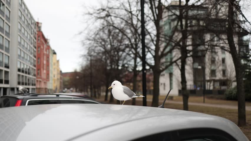 Seagull takes off from the roof of a parked car and flies a short distance before landing beside another seagull on a neighboring vehicle Natural urban bird behavior captured in motion