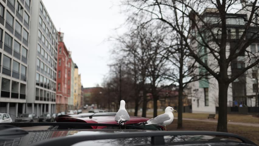 Two seagulls stand on a parked car before taking turns flying to a neighboring vehicle Natural bird behavior captured in an urban parking area