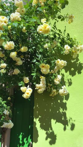 Abundant blooming of yellow climbing roses on a lush bush against a green wall