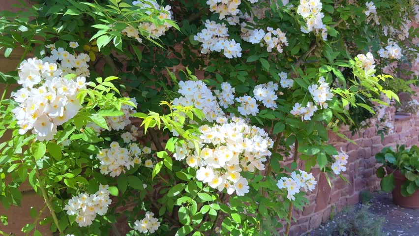 Abundant blooming of white climbing roses on a lush bush against a brick wall