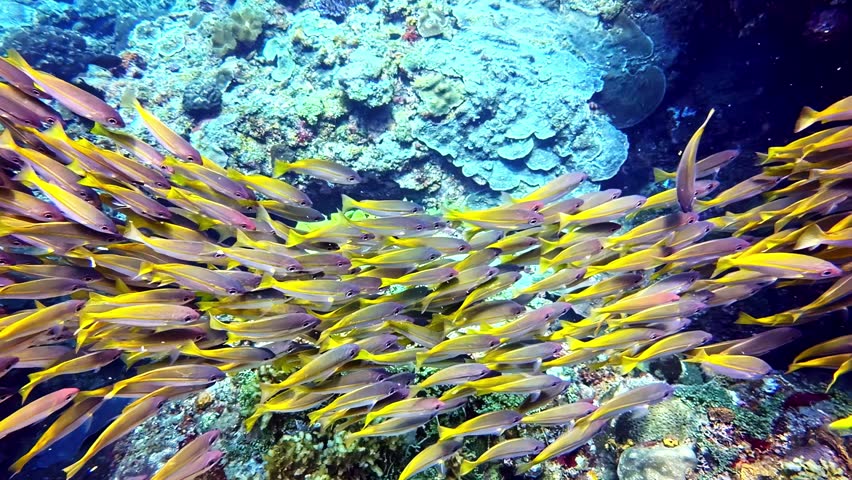 Large school of yellow tropical fish swimming in unison over a beautiful and colorful coral reef