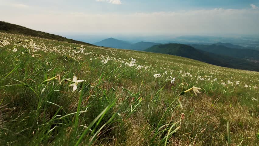 White narcissus flowers covering alpine meadow with visible trail leading toward mountain horizon. Scenic hiking landscape in late spring in the Alps.
