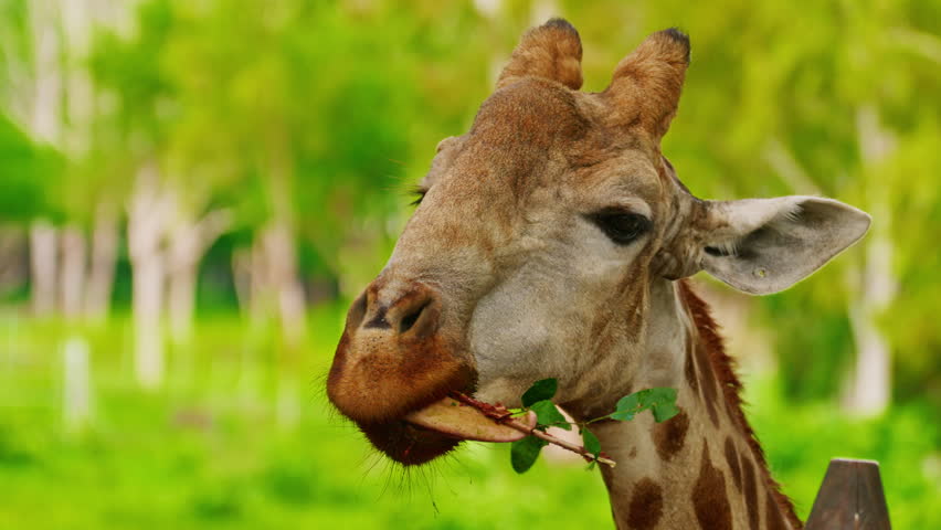 A close up of a giraffe chewing leaves with green forest trees in background