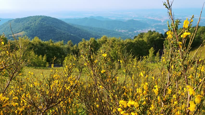 Bright yellow flowering broom shrub in foreground with green alpine hills and forest in background. Colorful late spring vegetation on Italian mountain slope.