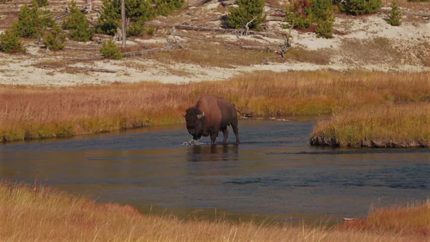 Wild Buffalo American Bison crossing deep water Madison Firehole River Yellowstone National Park Wyoming Fall Autumn nature landscape sunny morning Fountain Flat Drive Biscuit Basin Mid Geyser Basin