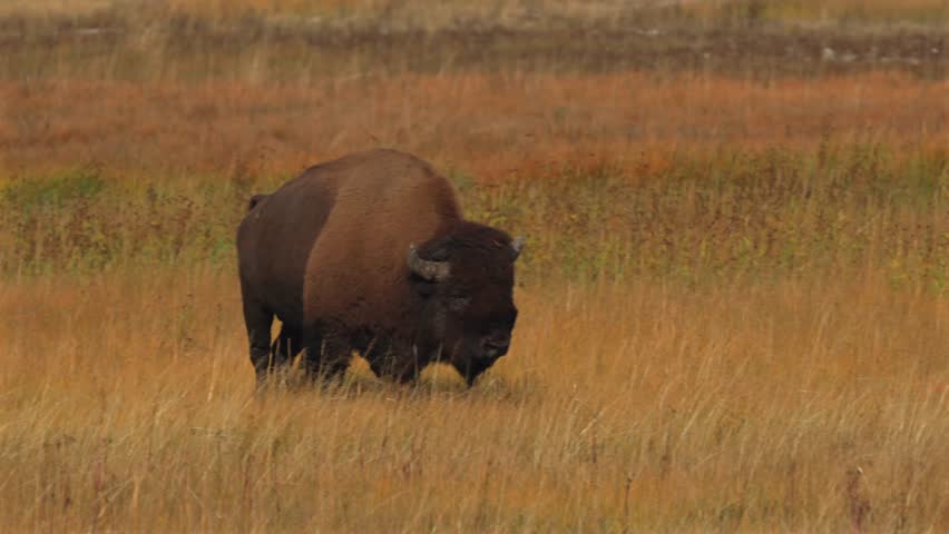 Grazing walking Wild Buffalo American Bison tall yellow grass Firehole River Yellowstone National Park Mid Geyser Basin Wyoming Fall Autumn landscape sunny morning Biscuit Basin valley pan follow