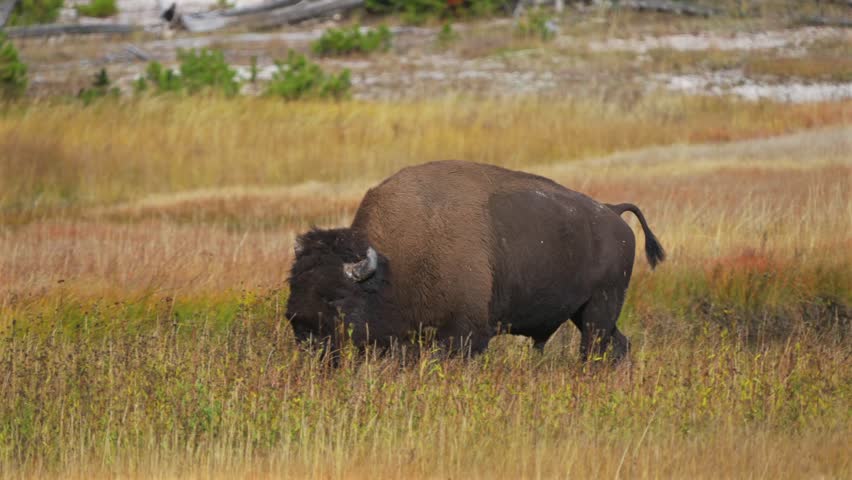 Grazing walking Wild Buffalo American Bison yellow grass Firehole River Yellowstone National Park Mid Geyser Basin Wyoming Fall Autumn landscape sunny morning Biscuit Basin thermal hot springs pan
