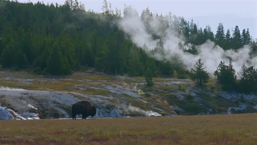 Walking grazing wild buffalo American Bison walking Old Faithful Grand Geyser landscape Mid Geyser Basin Yellowstone National Park Wyoming hot springs thermal steam Fall Autumn sunny morning pan right