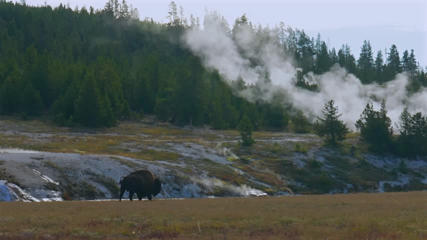 Wild walking buffalo American Bison walking Old Faithful Grand Geyser scenic landscape Mid Geyser Basin Yellowstone National Park Wyoming Firehole River steaming hot springs Fall Autumn sunny morning