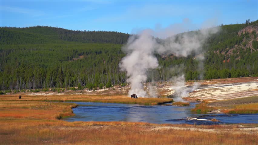 Wild Buffalo grazing Madison Yellowstone Firehole River Mid Geyser Basin Yellowstone National Park Wyoming Fall Autumn scenery landscape sunny morning blue sky Biscuit Basin open vista thermal steam