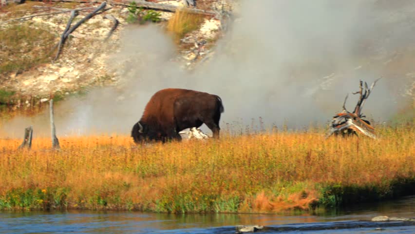 Wild Buffalo grazing American Bison Madison Yellowstone Firehole River Mid Geyser Basin Yellowstone National Park Wyoming Fall Autumn landscape sunny morning Biscuit Basin thermal steam hot springs
