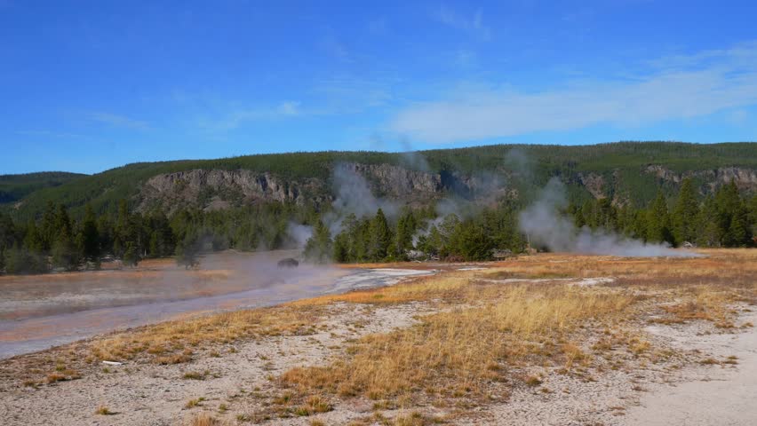 Wild Buffalo grazing American Bison Old Faithful Grand Geyser Mid Geyser Basin Yellowstone National Park Wyoming Fall Autumn landscape sunny morning blue sky Biscuit Basin thermal steam hot springs