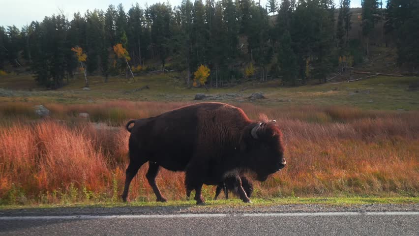 Wild buffalo and calf road crossing American Bison herds with cars Yellowstone National Park Wyoming America