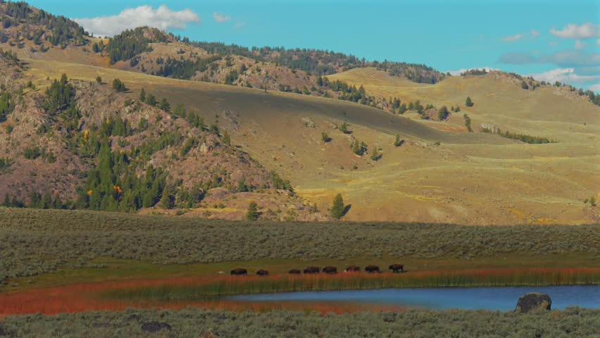 Line of Wild buffalo American Bison herds Yellowstone National Park Wyoming watering hole America