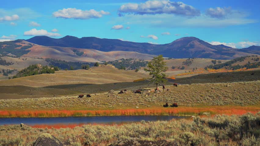 Wild buffalo American Bison Yellowstone National Park Wyoming watering hole America