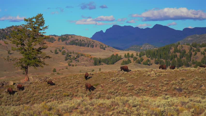 Wild buffalo American Bison Yellowstone National Park Wyoming wildlife animals Herds grazing fall autumn America