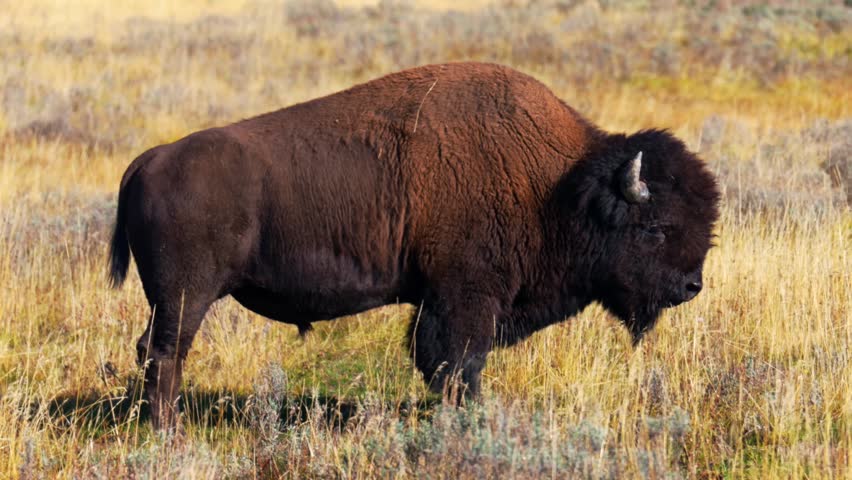 Close up Wild buffalo American Bison wildlife of Yellowstone National Park Wyoming Mid Geyser Basin afternoon nature landscape fall autumn October season solo animal herd valley tall yellow grass