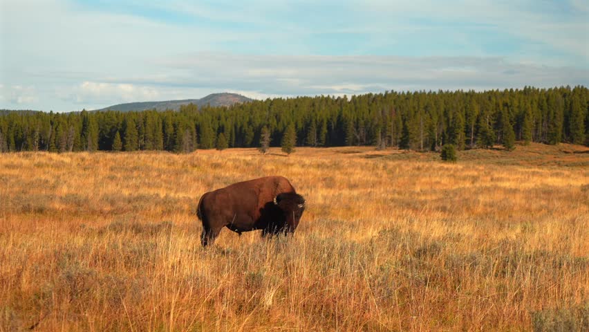 Roaming Wild buffalo American Bison wildlife of Yellowstone National Park Wyoming Mid Geyser Basin afternoon nature landscape fall autumn October season animal scratching in tall grass valley static