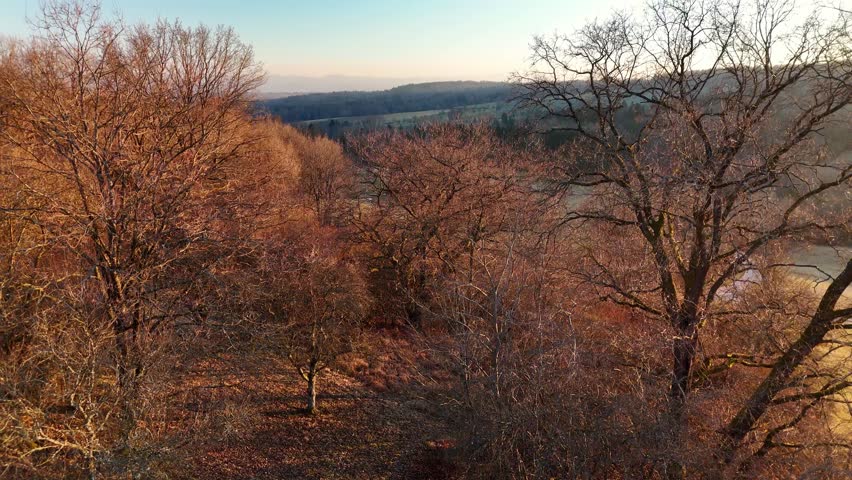 Aerial view of the Rubgarten forest with bare autumn trees and rolling hills under a soft golden light in Pliezhausen, Baden-Wurttemberg, Germany.