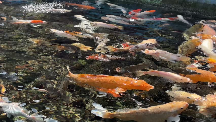 Colorful Koi Fish Swimming in Clear Water Pond 