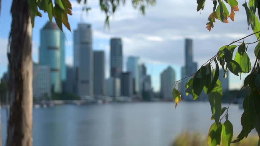 Smooth focus transition from blurry foreground leaves to sharp modern office skyscrapers. Brisbane river city scenic view featuring waterfront architecture and tall buildings under blue sky.