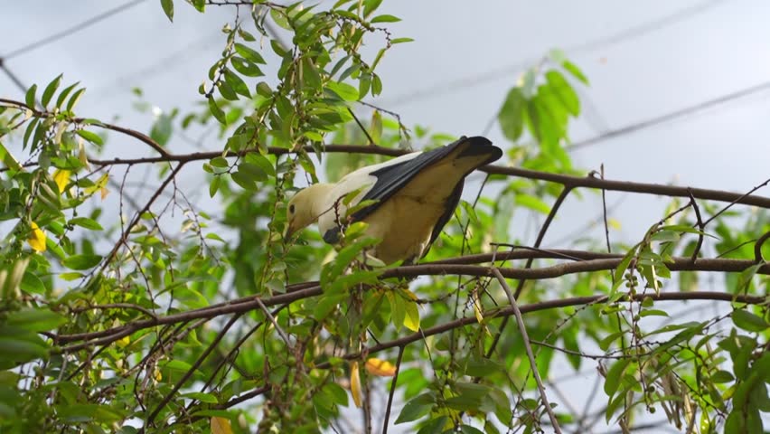 bird on a branch, pied imperial pigeon walking around on tree branches during afternoon, pigeon in the nature from low angle
