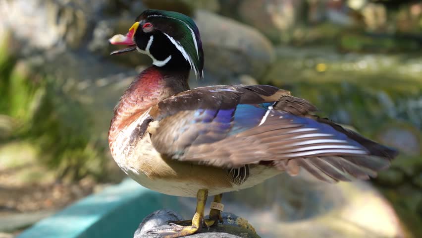 duck in the park, side portrait of male wood duck, colorful duck standing on the stone in the wild