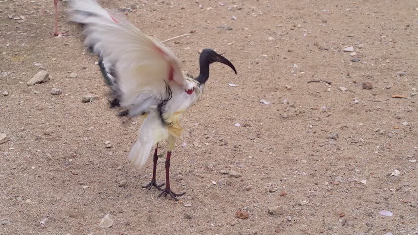 ibis open its wing and preening the feathers in the park, black white bird cleaning wings feather in the afternoon, bird in aviary footage