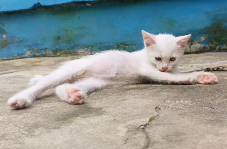 ​Cute white kitten lying down and licking its paw on concrete floor