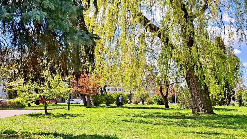 Sunlit spring park with lush green grass and graceful willow trees swaying in the breeze. Peaceful natural landscape captured on a bright sunny day outdoors