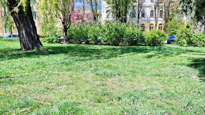 Sunny green park lawn with fresh spring grass and large trees swaying in the breeze. Peaceful outdoor nature scene in daylight with vibrant greenery and calm atmosphere