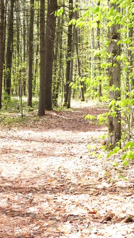 Sunlight filters through tall trees onto a leaf-covered forest floor during springtime