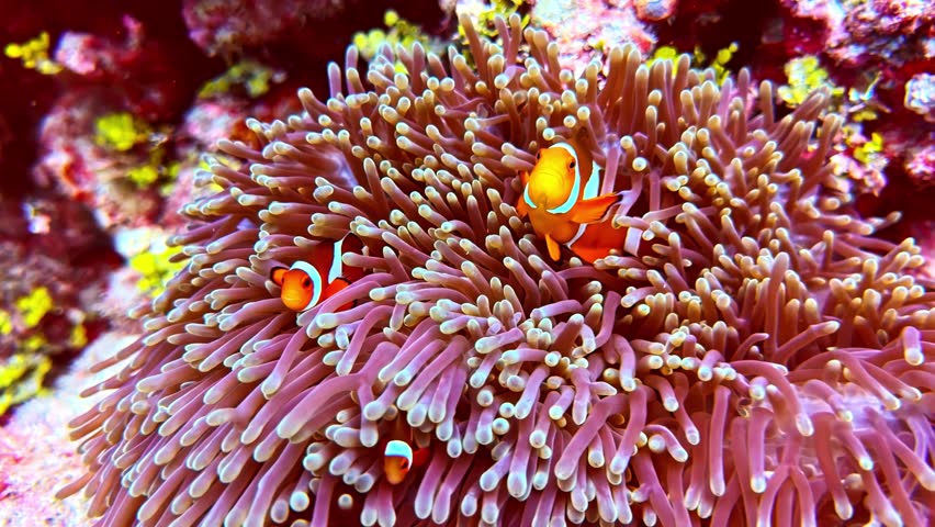 Close up shot of vibrant orange clownfish nestled securely within the swaying tentacles of a pink sea anemone.