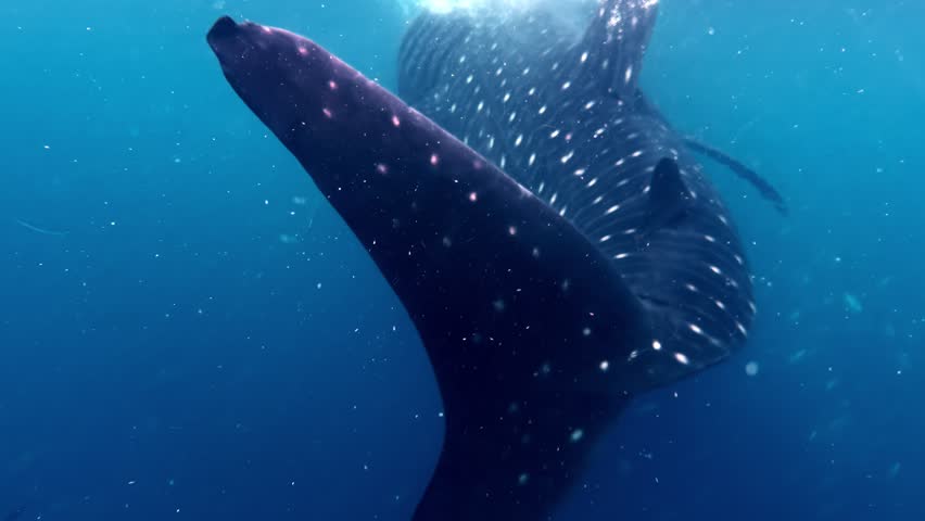 A large whale shark moves gracefully through its natural marine habitat.