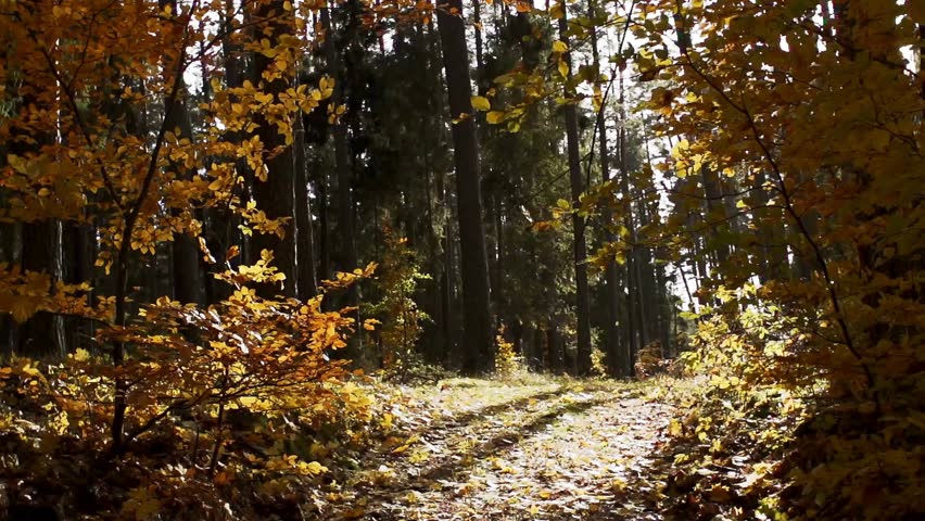 A forest path covered in fallen leaves on a sunny autumn day with trees