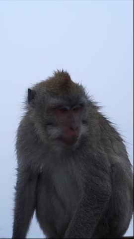A silhouette of a monkey sitting calmly in its natural wild habitat