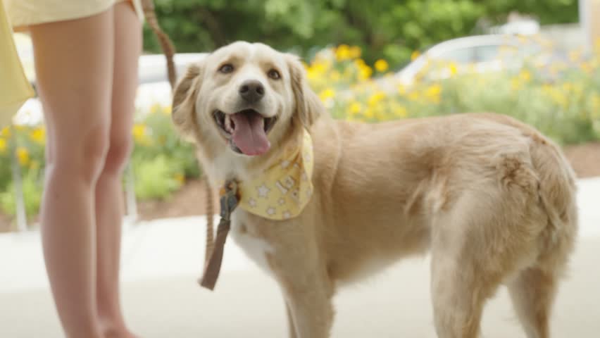 close up of cute dog