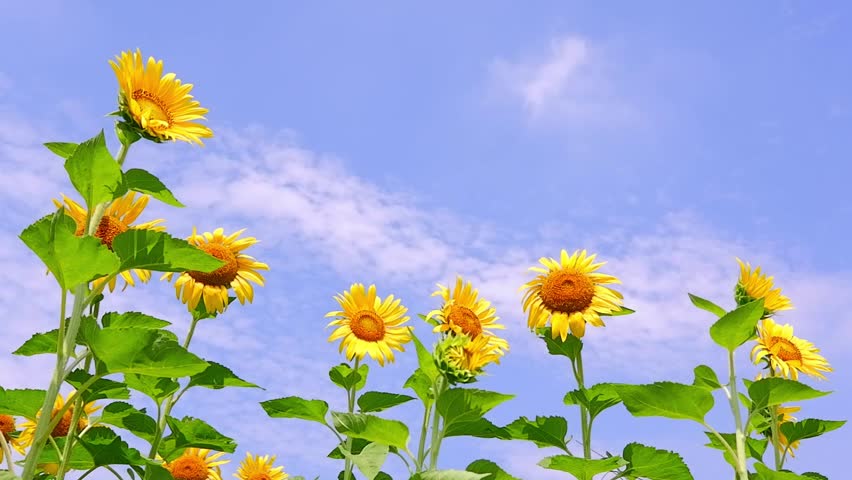 Yellow Sunflower flowers in the Blue Sky