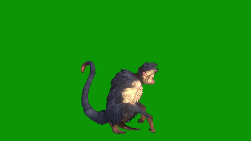 A monkey running isolated on green screen background
