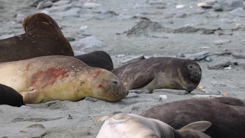 Colony of southern elephant seals resting on a rocky pebble coast in the remote South Shetland Islands of Antarctica