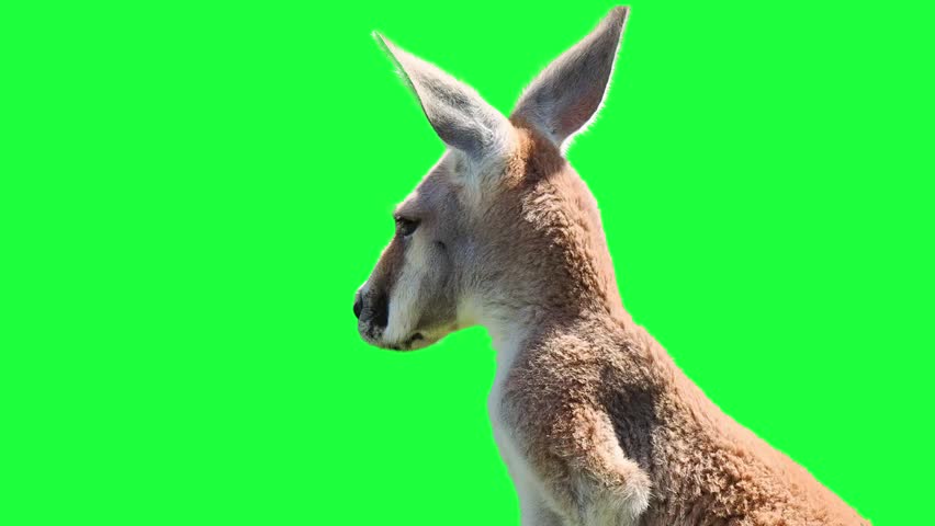 Red kangaroo portrait close up on green screen background